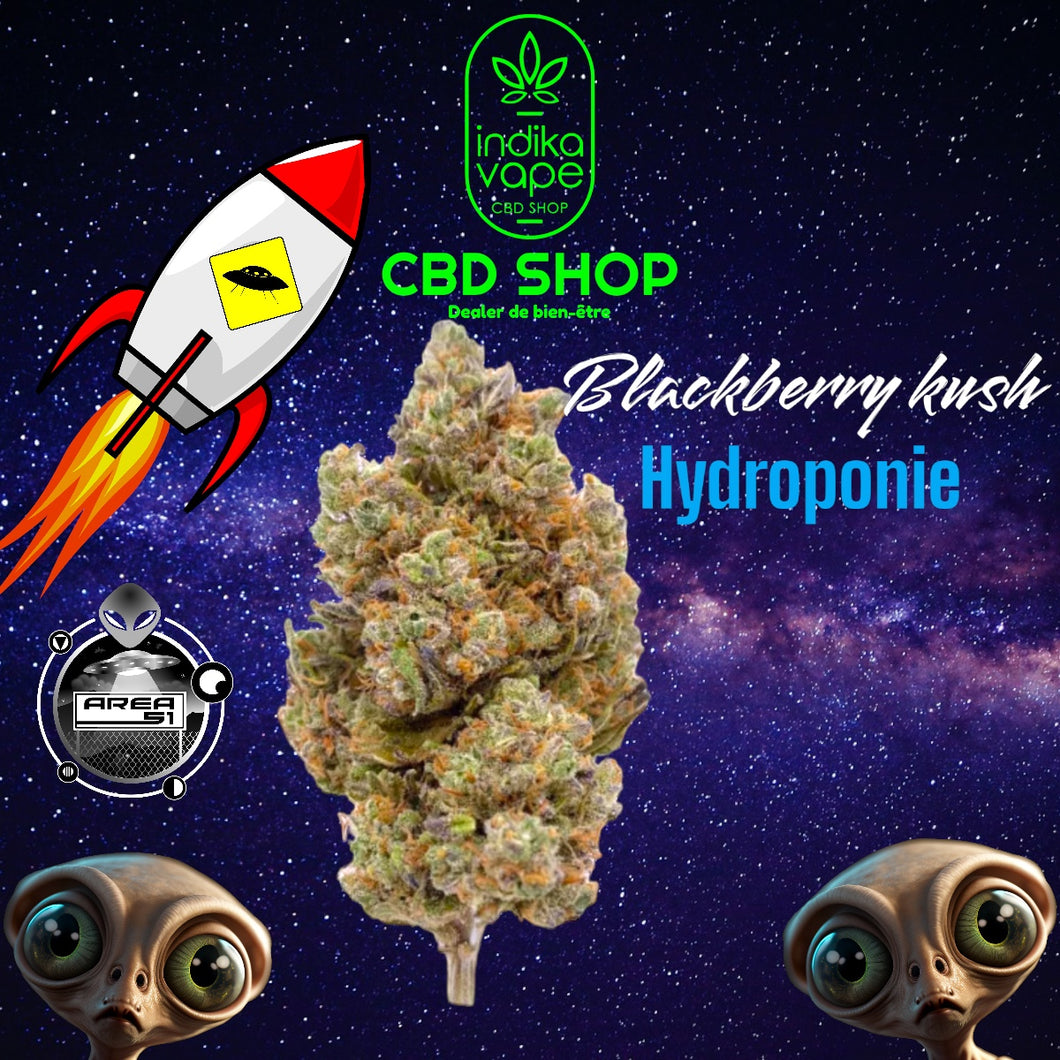Blackberry Kush – Indoor Hydro